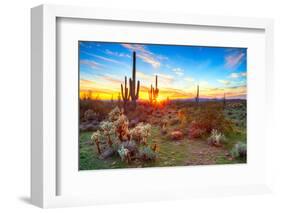 Sun is Setting between Saguaros, in Sonoran Desert.-Anton Foltin-Framed Photographic Print