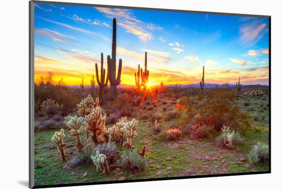 Sun is Setting between Saguaros, in Sonoran Desert.-Anton Foltin-Mounted Photographic Print