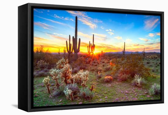 Sun is Setting between Saguaros, in Sonoran Desert.-Anton Foltin-Framed Premier Image Canvas