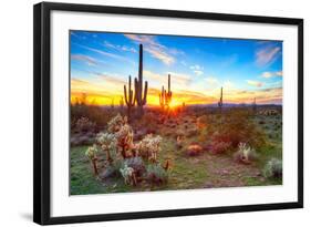 Sun is Setting between Saguaros, in Sonoran Desert.-Anton Foltin-Framed Photographic Print