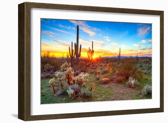 Sun is Setting between Saguaros, in Sonoran Desert.-Anton Foltin-Framed Photographic Print