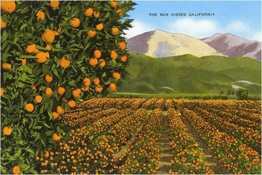 https://imgc.artprintimages.com/img/print/sun-kissed-california-orange-orchard_u-l-q1jq5t30.jpg?artHeight=350&artPerspective=n&artWidth=550&background=fbfbfb