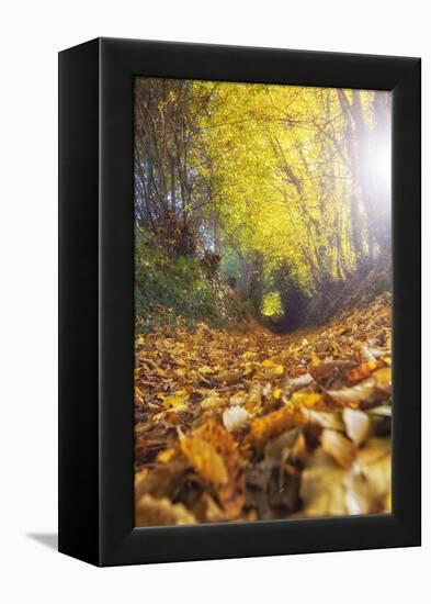 Sun Leaves-Viviane Fedieu Daniel-Framed Premier Image Canvas