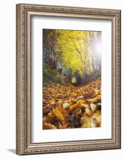 Sun Leaves-Viviane Fedieu Daniel-Framed Photographic Print