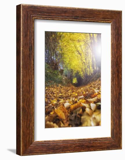 Sun Leaves-Viviane Fedieu Daniel-Framed Photographic Print