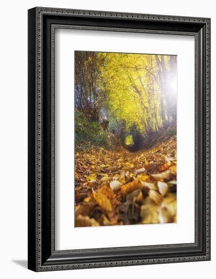 Sun Leaves-Viviane Fedieu Daniel-Framed Photographic Print