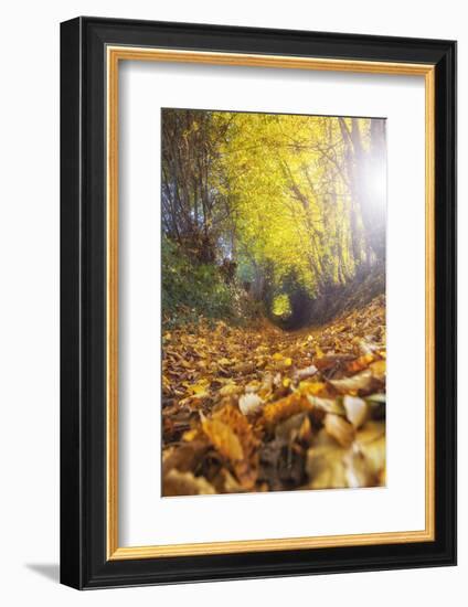 Sun Leaves-Viviane Fedieu Daniel-Framed Photographic Print