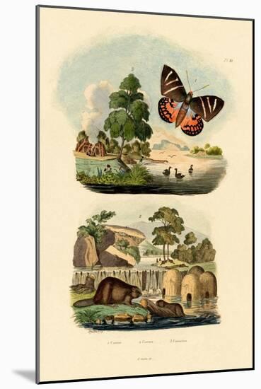 Sun Moth, 1833-39-null-Mounted Giclee Print