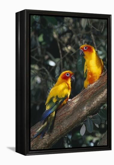 Sun Parakeets on Branch-DLILLC-Framed Premier Image Canvas