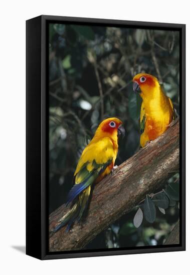Sun Parakeets on Branch-DLILLC-Framed Premier Image Canvas