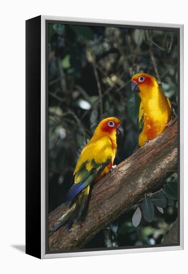 Sun Parakeets on Branch-DLILLC-Framed Premier Image Canvas