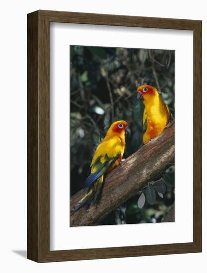 Sun Parakeets on Branch-DLILLC-Framed Photographic Print