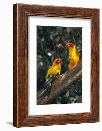 Sun Parakeets on Branch-DLILLC-Framed Photographic Print