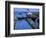 Sun Princess in Gatun Lock, Panama Canal, Panama-Cindy Miller Hopkins-Framed Photographic Print