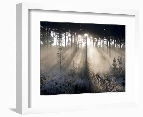 Sun rays illuminate a winter forest landscape-Charles Bowman-Framed Photographic Print