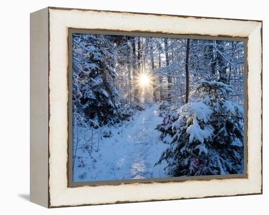 Sun rays in forest covered in snorw Upper Bavaria, Germany-Konrad Wothe-Framed Premier Image Canvas