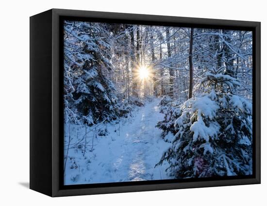 Sun rays in forest covered in snorw Upper Bavaria, Germany-Konrad Wothe-Framed Premier Image Canvas