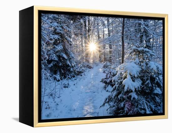 Sun rays in forest covered in snorw Upper Bavaria, Germany-Konrad Wothe-Framed Premier Image Canvas