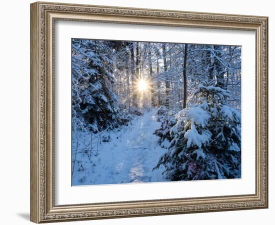 Sun rays in forest covered in snorw Upper Bavaria, Germany-Konrad Wothe-Framed Photographic Print