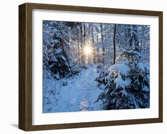 Sun rays in forest covered in snorw Upper Bavaria, Germany-Konrad Wothe-Framed Photographic Print