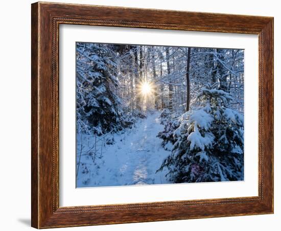 Sun rays in forest covered in snorw Upper Bavaria, Germany-Konrad Wothe-Framed Photographic Print