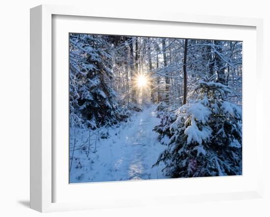 Sun rays in forest covered in snorw Upper Bavaria, Germany-Konrad Wothe-Framed Photographic Print