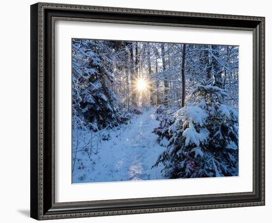 Sun rays in forest covered in snorw Upper Bavaria, Germany-Konrad Wothe-Framed Photographic Print