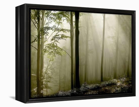 Sun Rays in the Wood-PhotoINC-Framed Premier Image Canvas