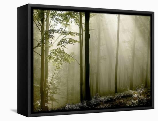 Sun Rays in the Wood-PhotoINC-Framed Premier Image Canvas