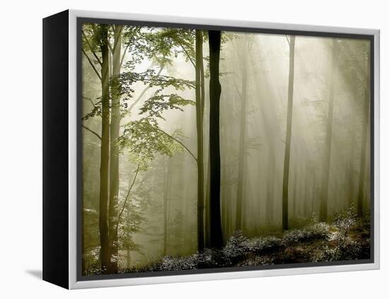 Sun Rays in the Wood-PhotoINC-Framed Premier Image Canvas