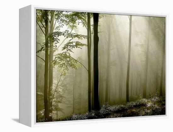 Sun Rays in the Wood-PhotoINC-Framed Premier Image Canvas