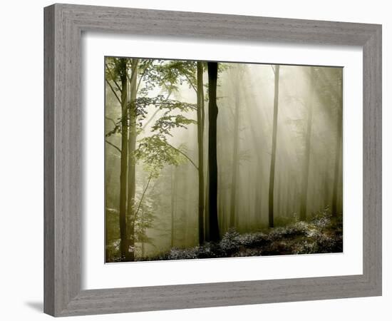 Sun Rays in the Wood-PhotoINC-Framed Photographic Print