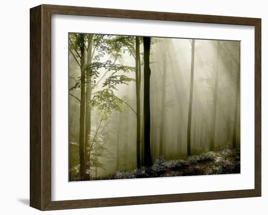 Sun Rays in the Wood-PhotoINC-Framed Photographic Print