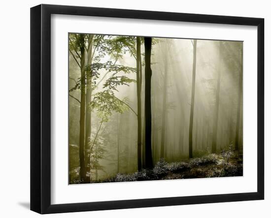 Sun Rays in the Wood-PhotoINC-Framed Photographic Print