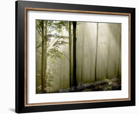 Sun Rays in the Wood-PhotoINC-Framed Photographic Print