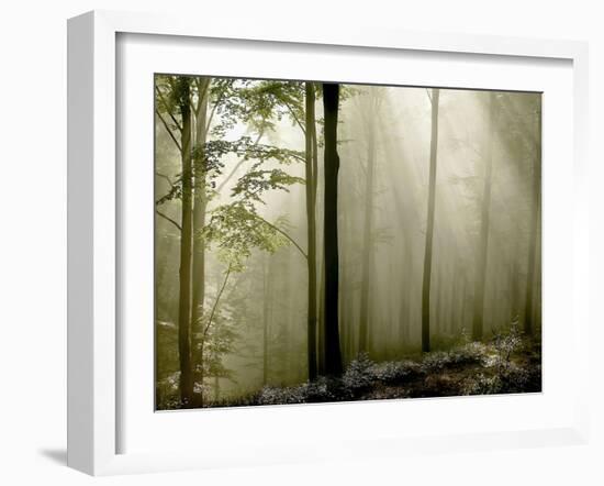 Sun Rays in the Wood-PhotoINC-Framed Photographic Print