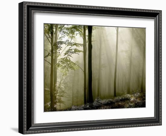 Sun Rays in the Wood-PhotoINC-Framed Photographic Print