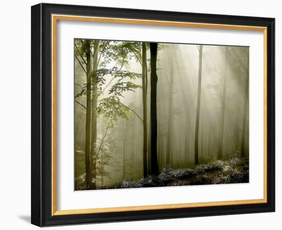 Sun Rays in the Wood-PhotoINC-Framed Photographic Print