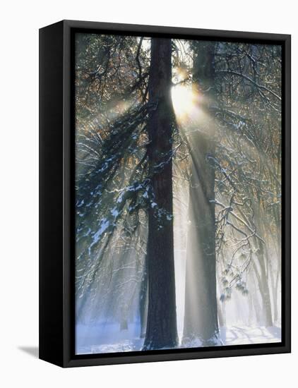 Sun Rays Streaming Through Snow Covered Trees, Yosemite National Park, California, USA-Christopher Bettencourt-Framed Premier Image Canvas