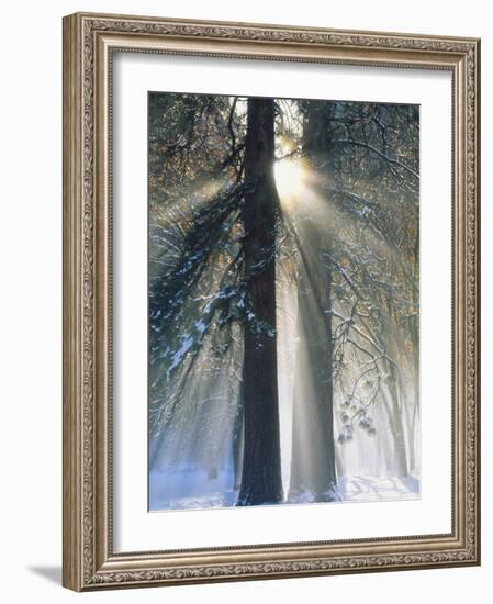 Sun Rays Streaming Through Snow Covered Trees, Yosemite National Park, California, USA-Christopher Bettencourt-Framed Photographic Print