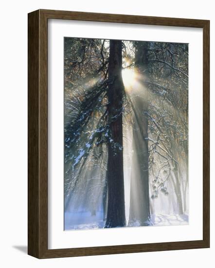 Sun Rays Streaming Through Snow Covered Trees, Yosemite National Park, California, USA-Christopher Bettencourt-Framed Photographic Print