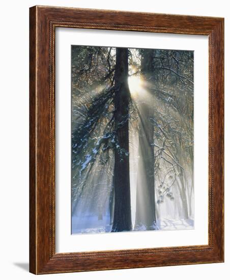 Sun Rays Streaming Through Snow Covered Trees, Yosemite National Park, California, USA-Christopher Bettencourt-Framed Photographic Print