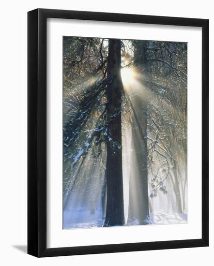 Sun Rays Streaming Through Snow Covered Trees, Yosemite National Park, California, USA-Christopher Bettencourt-Framed Photographic Print