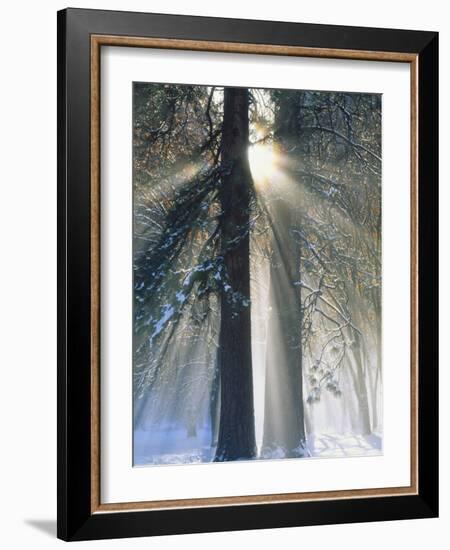 Sun Rays Streaming Through Snow Covered Trees, Yosemite National Park, California, USA-Christopher Bettencourt-Framed Photographic Print