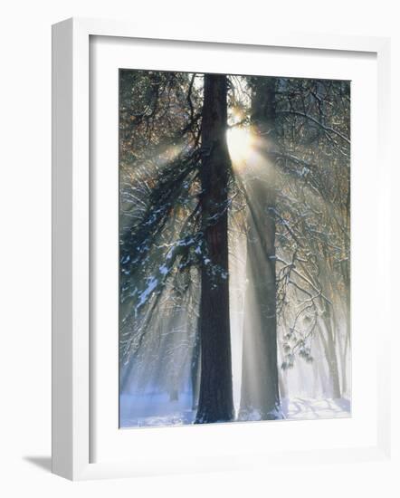 Sun Rays Streaming Through Snow Covered Trees, Yosemite National Park, California, USA-Christopher Bettencourt-Framed Photographic Print