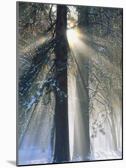 Sun Rays Streaming Through Snow Covered Trees, Yosemite National Park, California, USA-Christopher Bettencourt-Mounted Photographic Print