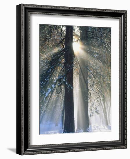 Sun Rays Streaming Through Snow Covered Trees, Yosemite National Park, California, USA-Christopher Bettencourt-Framed Photographic Print