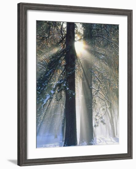 Sun Rays Streaming Through Snow Covered Trees, Yosemite National Park, California, USA-Christopher Bettencourt-Framed Photographic Print