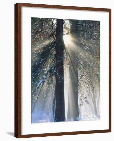 Sun Rays Streaming Through Snow Covered Trees, Yosemite National Park, California, USA-Christopher Bettencourt-Framed Photographic Print