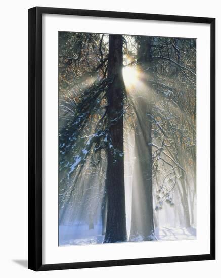 Sun Rays Streaming Through Snow Covered Trees, Yosemite National Park, California, USA-Christopher Bettencourt-Framed Photographic Print